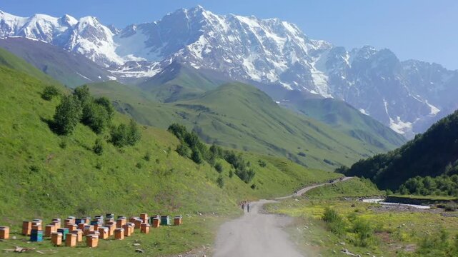Drone flies forward toward Shkhara massif above a winding valley road and grazing cattle near Ushguli, supporting road trips, trekking access, adventure tourism and Georgian mountain travel.