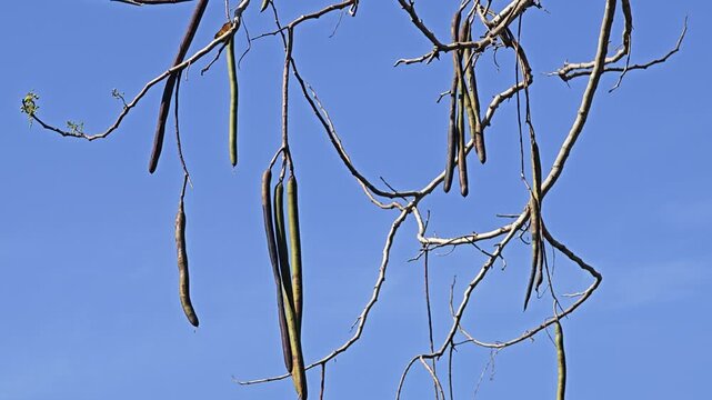 Golden shower tree and pods.