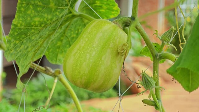 Winter melon or White gourd.