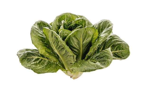 Fresh head of green romaine lettuce with crisp textured leaves, isolated on a black background, healthy organic vegetable for salad preparation