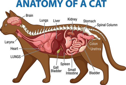 Cat anatomy cross section diagram detailing feline internal organs skeleton bones respiratory system digestive tract and brain structure