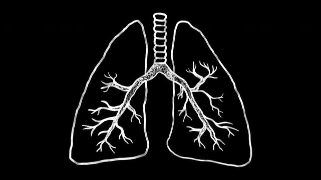 Seamless looped 2D hand-drawn video overlay of white watercolor doodle human lungs with line boil effect on transparent alpha channel for medical infographics, healthcare and biology presentations.