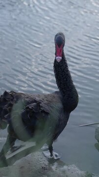 Black Swan Standing by Lake Water Close Up