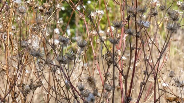 Dry thistle stems and dead teasel seed heads standing in dry autumn field meadow, wide shot, sunlight, camera pan. Cycle of Nature and Preservation.
