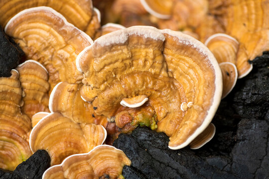 This often grow in dense clusters on dead wood. Close-up of polypore grow on dead tree trunk