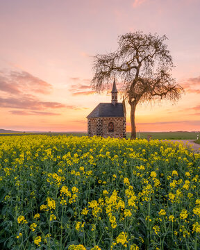 Canola fields view in Germany