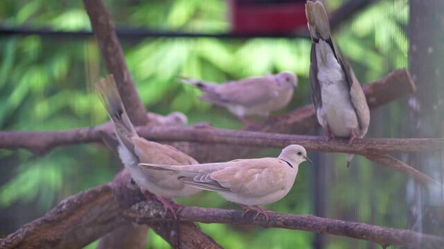 close up of bird behaviour on the branch, group of barbary doves inside the big bird cage