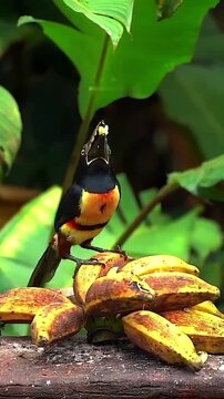 Collared aracari toucan eating fresh yellow bananas in rainforest