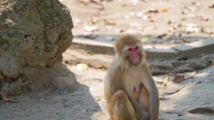 japanese macaque sitting alone in the afternoon, female monkey with red face dazing off under the sun in the zoo, snow monkey face with red colored © ElizabethGo