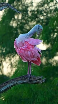 Roseate spoonbill preening pink feathers perched on branch