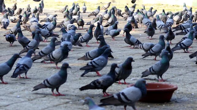 Flock of Pigeons flapping their wings and land on concrete floor for eating food in National Park, Delhi.