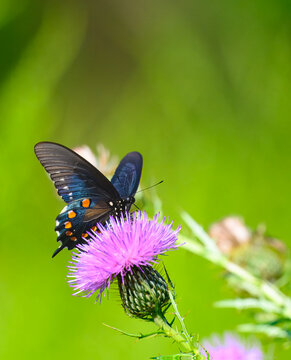 Pipevine swallowtail and thistle blossom