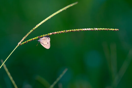 Little wood satyr butterfly hanging upside down on a grass spikelet