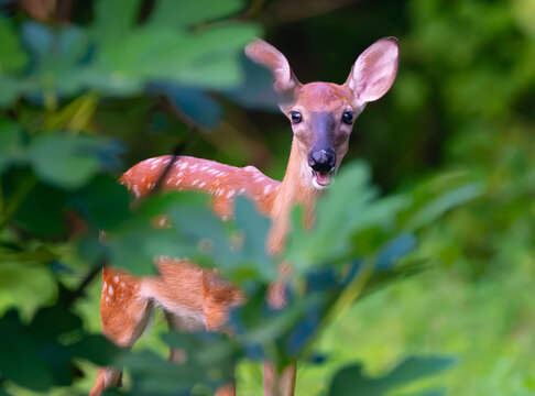 White-tailed deer looking through the leaves of a fig tree