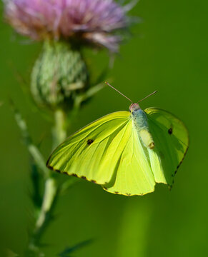 Cloudless sulphur butterfly in flight
