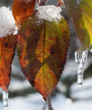 Melting ice on autumn leaves closeup