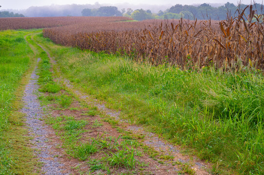 Single lane gravel road bordered by brown corn fields on a foggy late summer morning, Hiwassee Wildlife Refuge in Meigs County, Tennessee