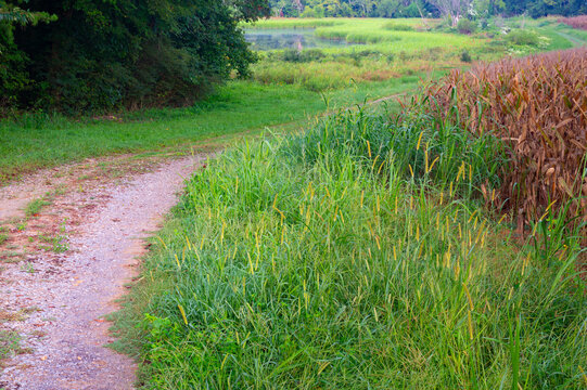 Gravel road leading to lower fields in Hiwassee Wildlife Refuge, Meigs County, Tennessee