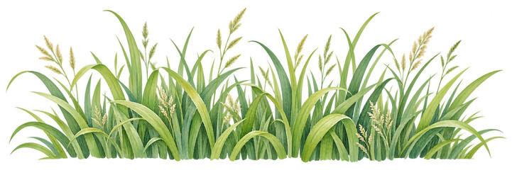 Obraz premium Fresh watercolor illustration of green grass blades and wild herbs forming a natural horizontal border. Isolated on a white background, perfect for eco and spring designs.