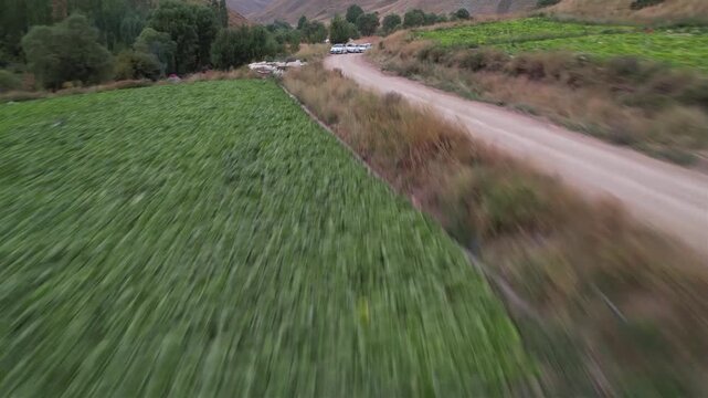 Fast low flight skims a lush green Chalus Road crop field, motion across dense agriculture in an Iranian mountain valley. Ideal for travel, tourism, and nature stock Iran Alborz mountains.