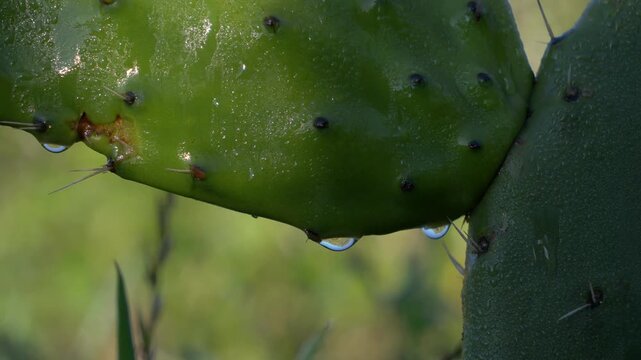 Dew drops hanging from green prickly pear cactus pad in soft morning light.