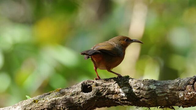 Rusty-cheeked Scimitar Babbler bird on a branch