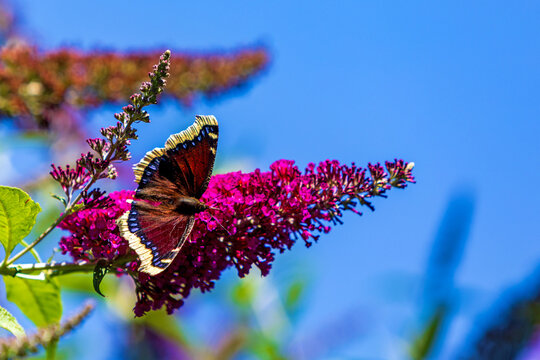 Trauermantel - Schmetterling - Edelfalter - Insekt
