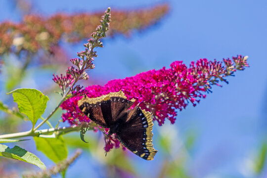 Trauermantel - Schmetterling - Edelfalter - Insekt