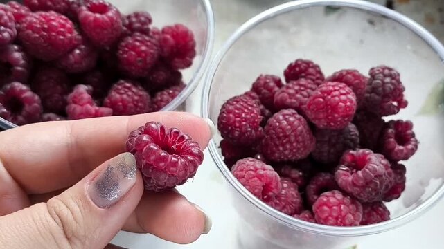 woman inspecting and sorting fresh raspberries in a container, quality control, berry packaging, sale and delivery preparation.