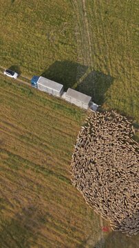 Aerial view of a flock of sheep being guided into a livestock trailer in Lombardy, Italy, illustrating animal transport and traditional agricultural activity.