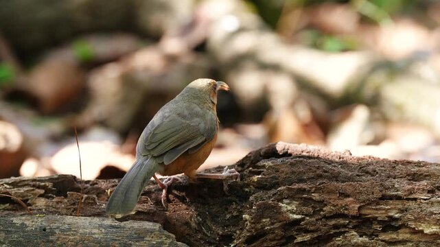 Rusty-cheeked Scimitar Babbler birdwatching in the forest