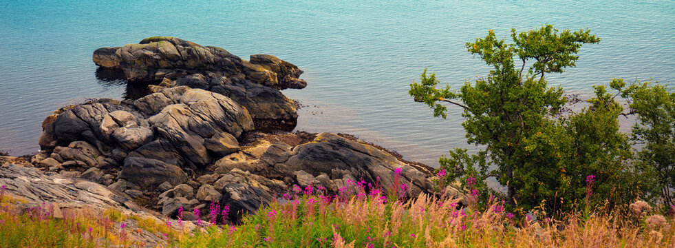 Flowers on the rocky seashore. Nature of Norway
