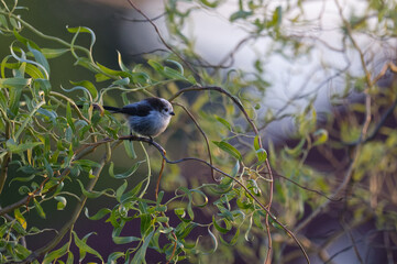 Long-tailed Tit (Aegithalos caudatus) perched on curly willow (Salix) branches in soft sunlight. Beautiful wildlife nature photography with bokeh. © TomKorcak