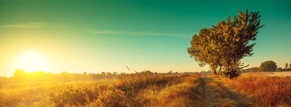Rural landscape in the evening. Tree in the field against sunset sky in autumn
