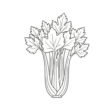 Celery stalks and leaves illustration