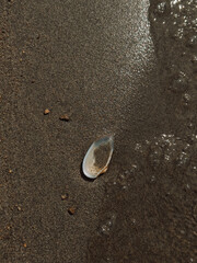 Single seashell on wet sand beside receding seawater, minimal beach background. © Anastassiya 
