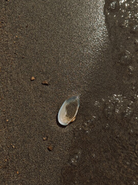 Single seashell on wet sand beside receding seawater, minimal beach background.