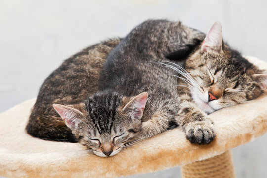 Domestic cats, cat and kitten sleeping together