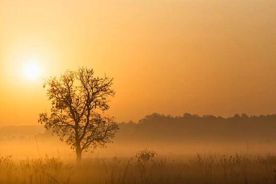 India, Uttarakhand, View of Mystic morning at Jim Corbett National Park