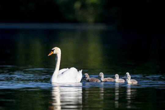 Europe, Germany, Bavaria, Swan with chicks swimming in water