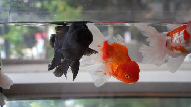 Beautiful, bright orange and black goldfish in a clear aquarium.