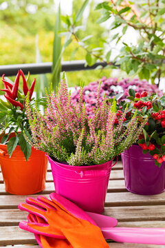 Colorful autumn plants and gardening gloves on a balcony table