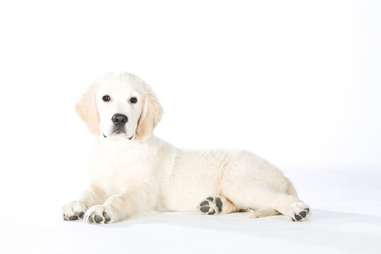 Golden Retriever puppy sitting on white background