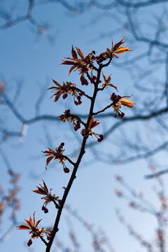 Flowering cherry branch with burgundy blossoms and copper leaves against blue sky
