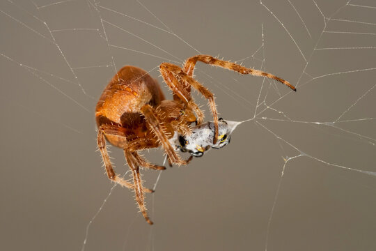 Croatia, Orb weaver, Neoscona subfusca, and wasp