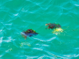 Floating Seaweed Against Soft Aquamarine Water © susie peek