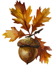 Hand-painted watercolor illustration of an oak branch with four yellowing autumn leaves and one brown acorn with a natural cap, isolated on a transparent background © Volodymyr