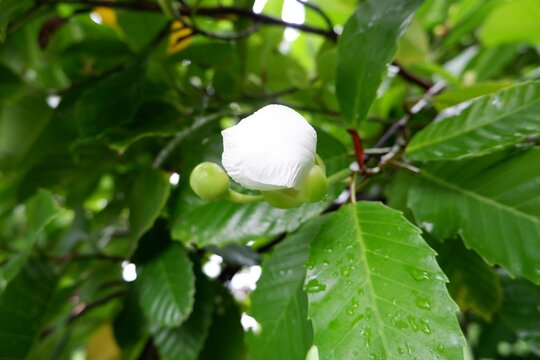 Dillenia Philippinensis Flowers Blooming Garden Tropical Ornamental Tree