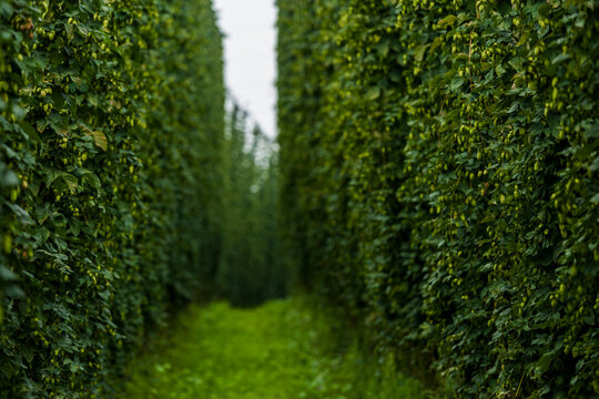 Germany, Bavaria, Attenhofen, hop garden