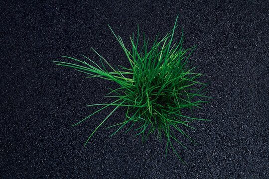 Germany, Bavaria, Chives on asphalt